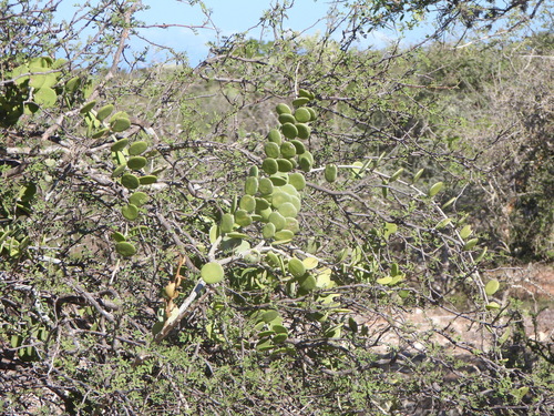 Xerosicyos danguyi