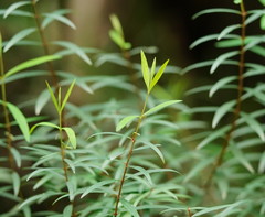 Pimelea axiflora axiflora