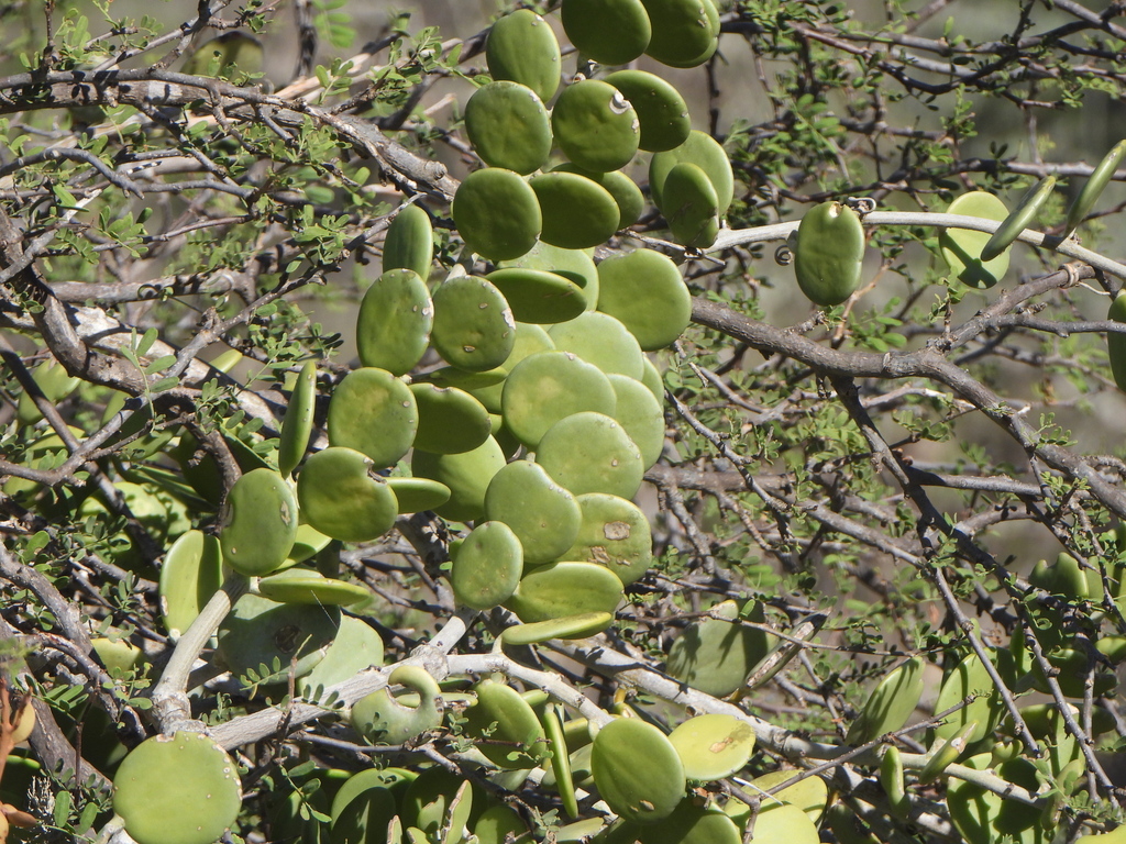 Xerosicyos danguyi, Ampanihy Ouest, Madagascar