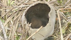 Dissingia leucomelaena