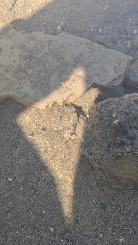 Gobius cobitis