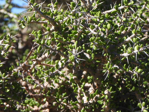 Alluaudia comosa, photograph 2