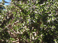 (c) amantedarmanin, some rights reserved (CC BY) Alluaudia comosa, photograph (c) amantedarmanin, some rights reserved (CC BY)