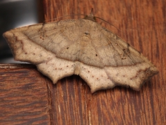 Ephyrodes
