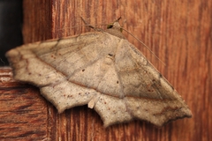 Ephyrodes