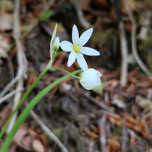 Allium pendulinum, photograph 1