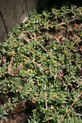 Lampranthus sociorum