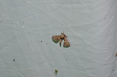 Apatelodidae