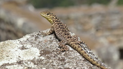 Stenocercus crassicaudatus