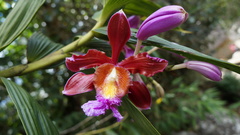 Sobralia dichotoma