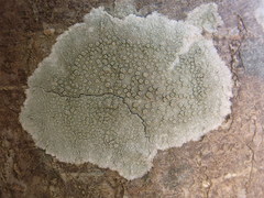 Lecanora leprosa