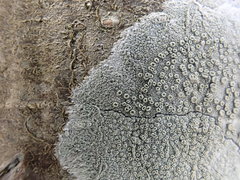 Lecanora leprosa