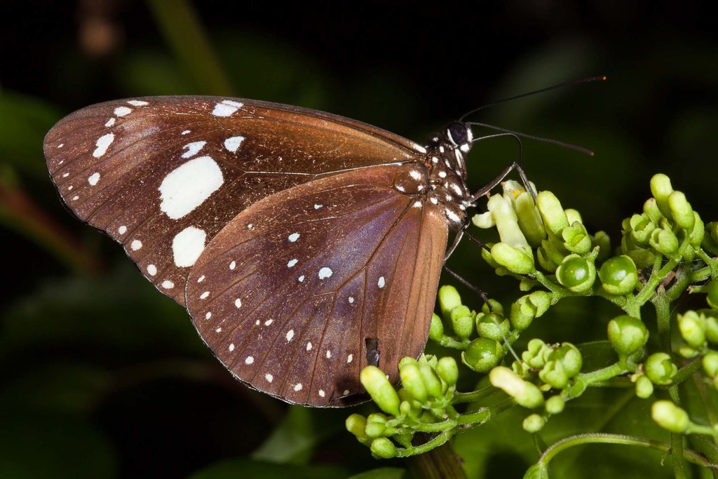 Euploea lewinii