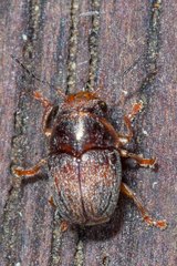 Scaphodius forcipatus