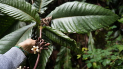 Condaminea corymbosa