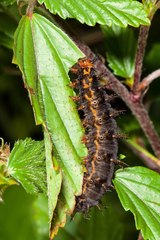 Hypolimnas bolina nerina