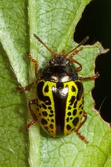 Calligrapha pantherina