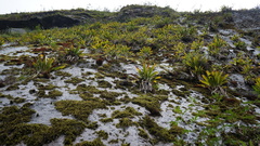 Tillandsia machupicchuensis