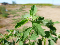 Atriplex suberecta