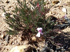 Pelargonium laevigatum laevigatum