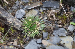 Lysipomia sphagnophila