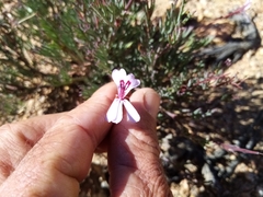 Pelargonium laevigatum laevigatum