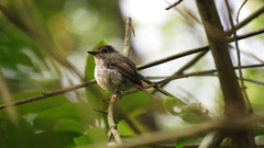 Ficedula westermanni