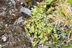 Arenaria boliviana