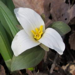 Trillium nivale
