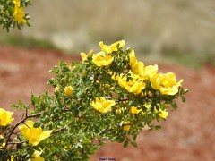 Rosa foetida