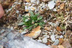 Brayopsis calycina