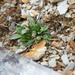 Brayopsis calycina - Photo (c) danplant, algunos derechos reservados (CC BY-NC), subido por danplant