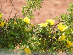 Rosa foetida