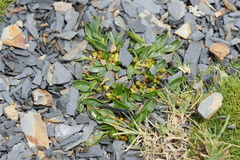 Azorella biloba