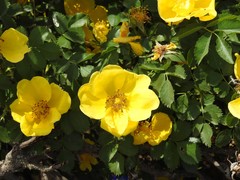 Rosa foetida