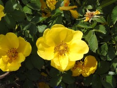 Rosa foetida