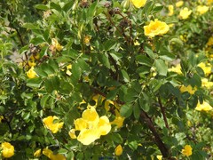 Rosa foetida