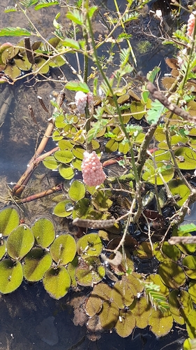 Channeled Apple Snail