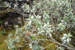 Baccharis johnwurdackiana