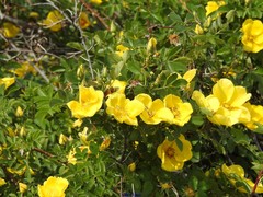 Rosa foetida