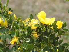 Rosa foetida