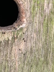 Ceratophyllus gallinae