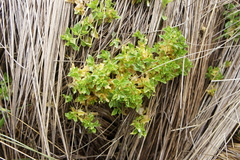 Stellaria weddellii