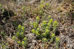 Cruciata taurica