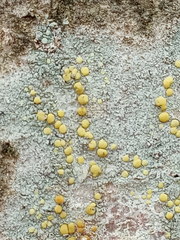 Lecanora symmicta