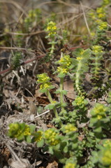 Cruciata taurica