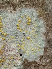 Lecanora symmicta