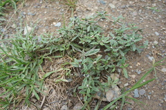 Heliotropium microstachyum