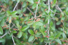 Acalypha aronioides