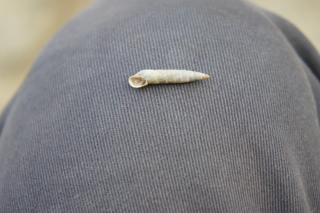 Bostryx spiculatus